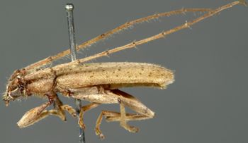 Media type: image;   Entomology 19678 Aspect: habitus lateral view